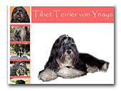 Tibet Terrier von Ynaya